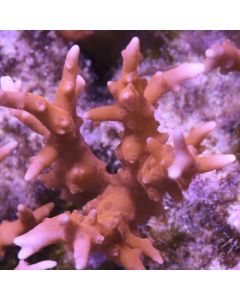 TNT Anacropora