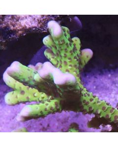 Slimeball Anacropora