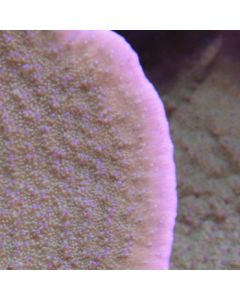 Purple Rim Green Montipora Cap