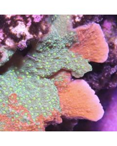 Sunfire Grafted Montipora Cap