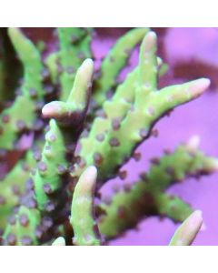 Green Goblin Anacropora