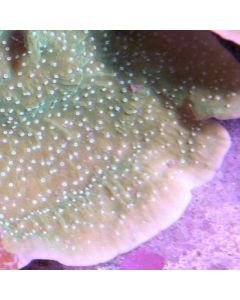 Spearmint Montipora Cap