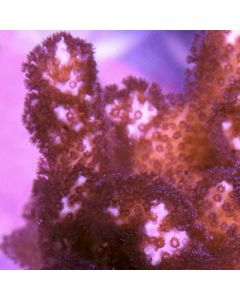 Pink Pocillopora