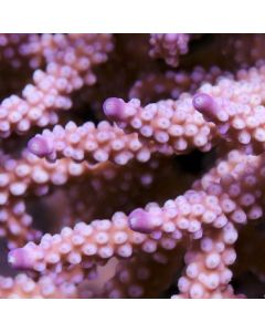 Pink Panther Acropora