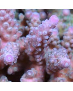 Purple Forest Acropora