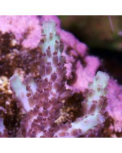 The Dark Knight Acropora