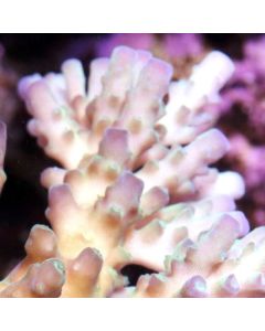 Rainbow Tort Acropora