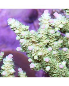 Walt Disney Acropora Tenuis