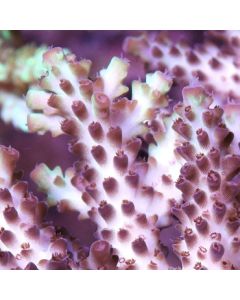  Pearlberry Acropora